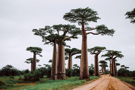 Unlocking the Power of Baobab Oil: The Key Ingredient in Our Tobacco & Vanilla Beard Care Line