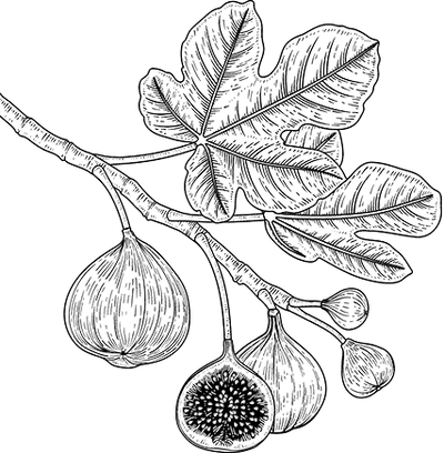 Smooth Oudh